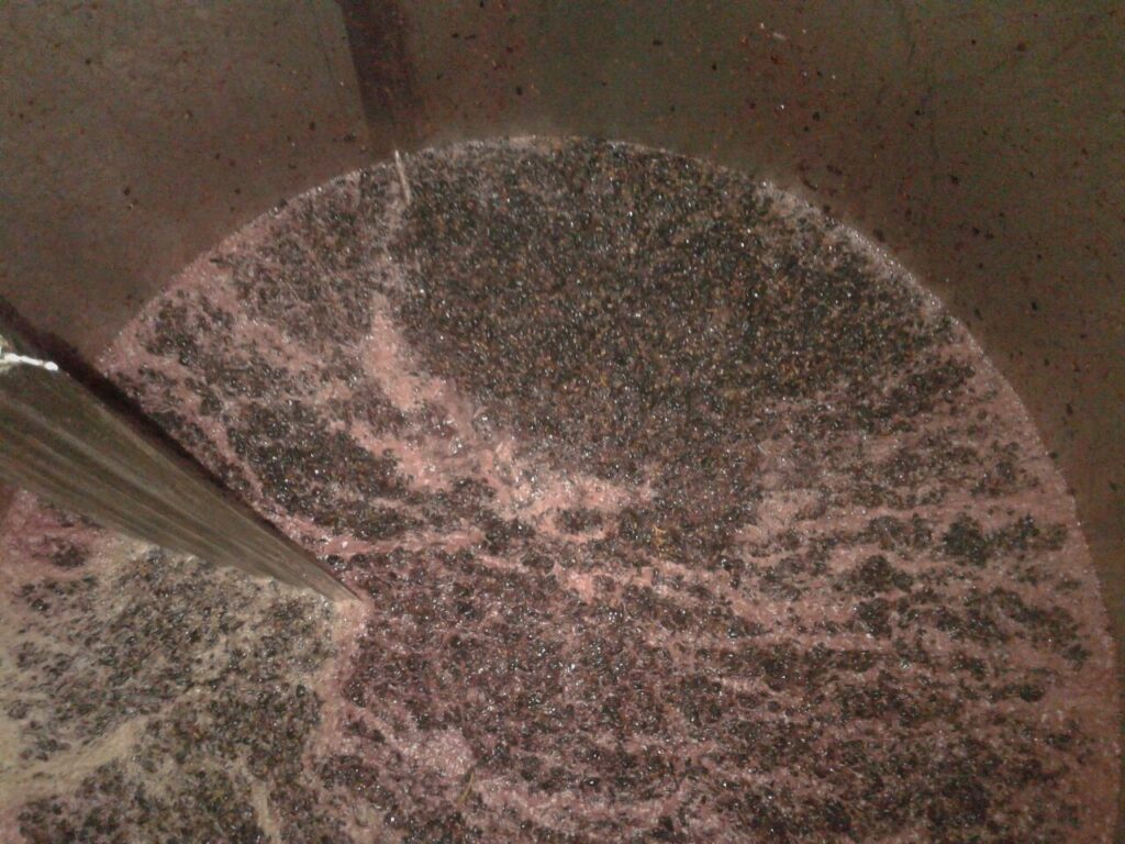 1.VINO TIMPLE VENDIMIA, 26-09-15 (2)