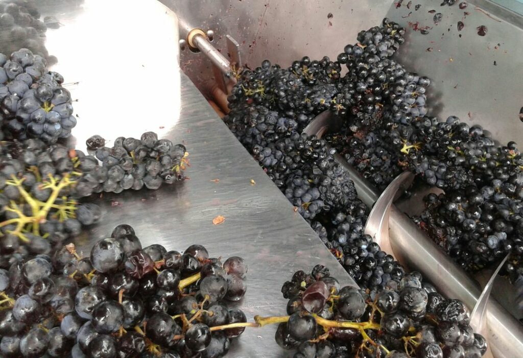 1.VINO TIMPLE VENDIMIA, 26-09-15 (4)