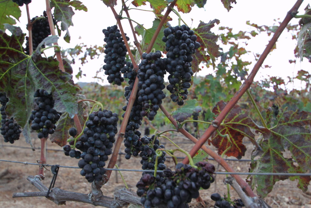 VENDIMIA JABLE -16-10-16 (16)