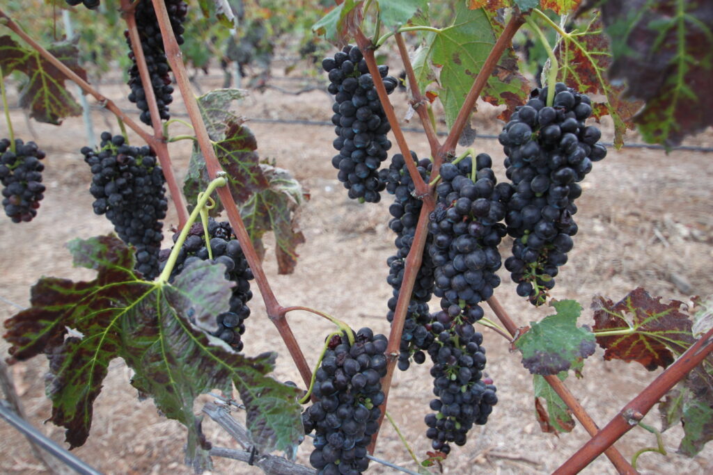 VENDIMIA JABLE -16-10-16 (18)